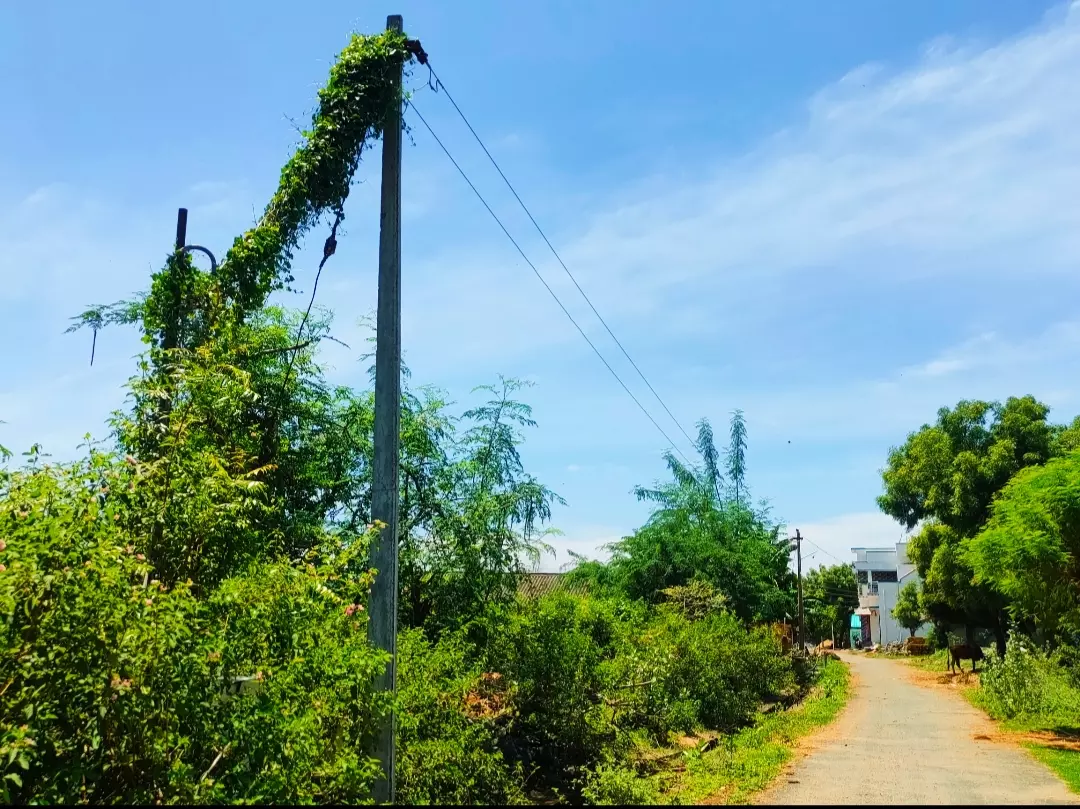 மின் கம்பத்தில் படர்ந்த செடி, கொடிகள் மின் கம்பத்தில் படர்ந்த செடி, கொடிகள்