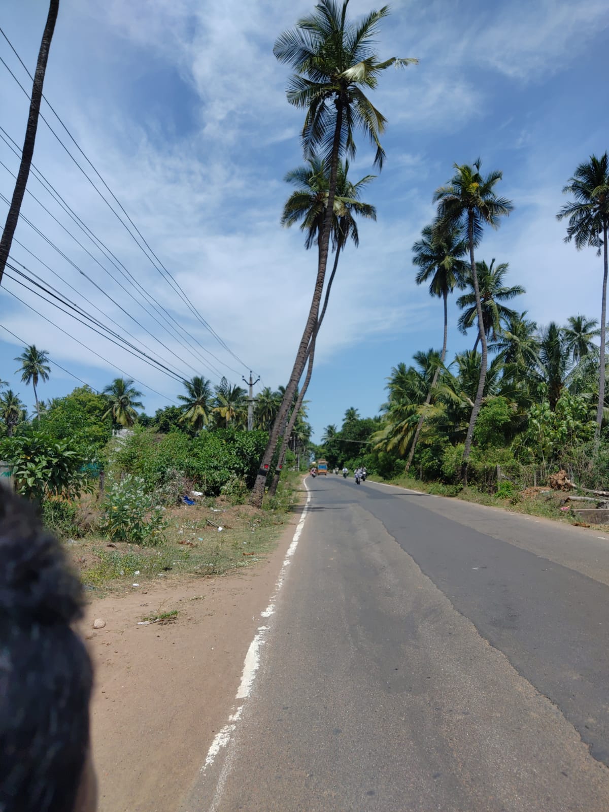 மரங்களை அகற்ற வேண்டும்