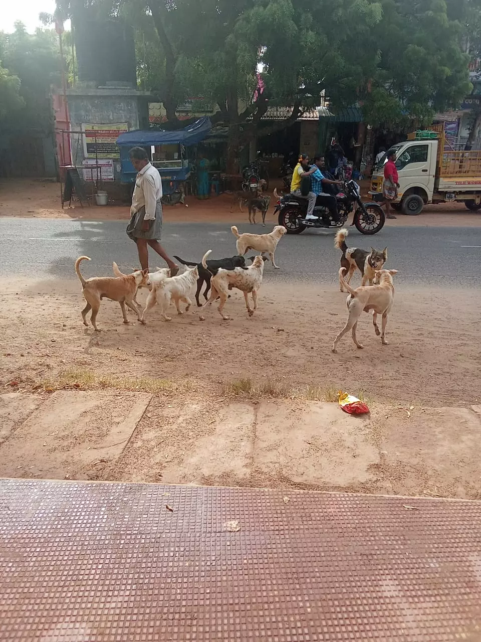 தெருநாய்கள் தொல்லை தெருநாய்கள் தொல்லை