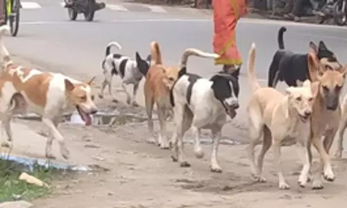 தெருநாய்கள் தொல்லை