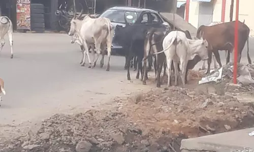 மாடுகள் தொல்லை மாடுகள் தொல்லை