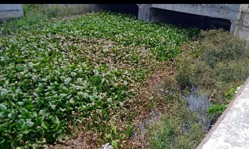 வாய்க்காலில் படர்ந்துள்ள ஆகாய தாமரைகள் வாய்க்காலில் படர்ந்துள்ள ஆகாய தாமரைகள்