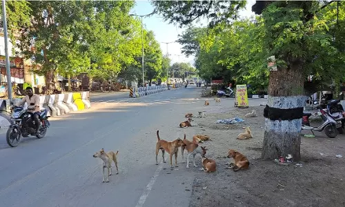 தெருநாய்கள் தொல்லை