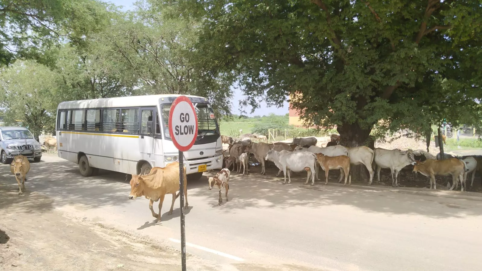மாடுகளால் தொல்லை