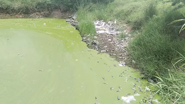 குளத்தில் மருத்துவக்கழிவுகள் வீச்சு