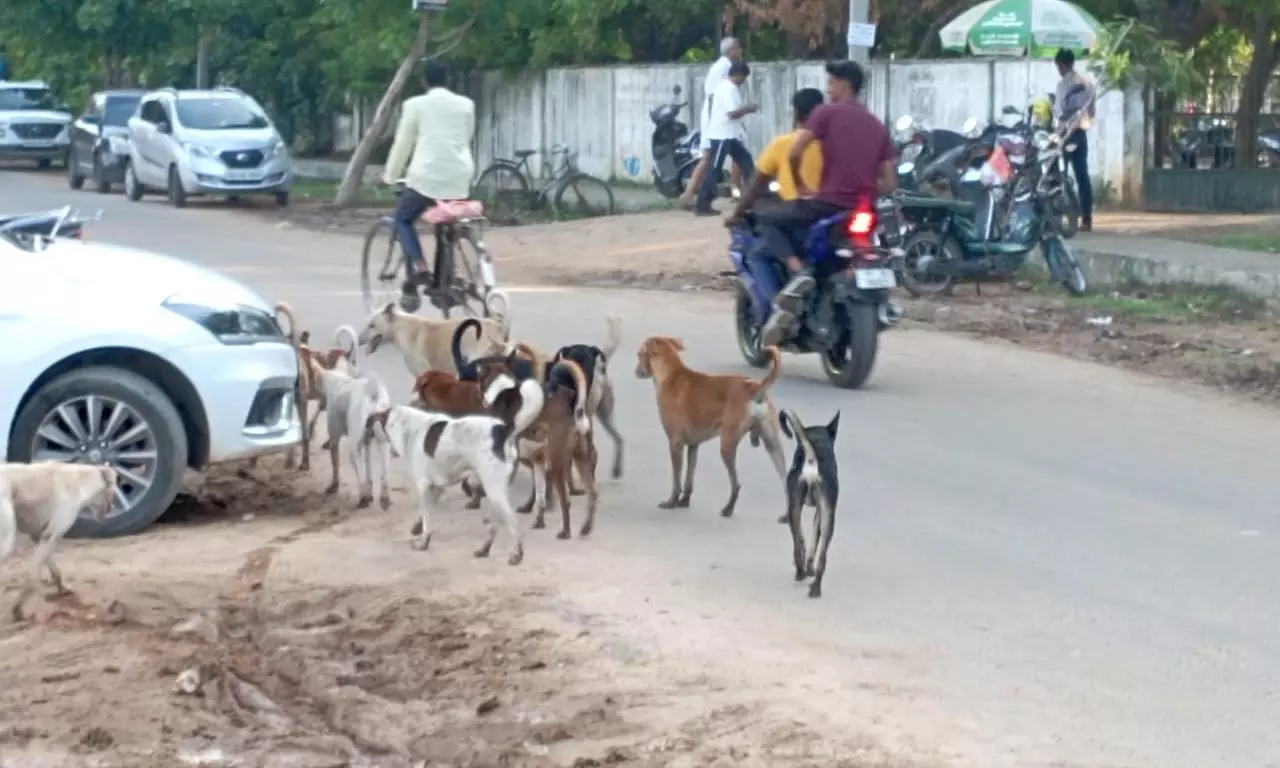 நாய்கள் தொல்லை நாய்கள் தொல்லை