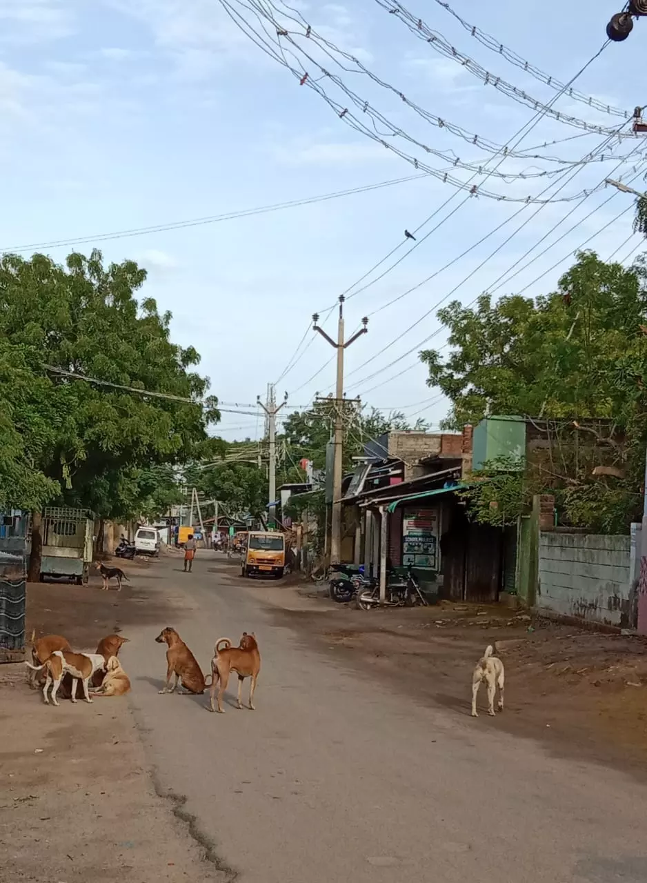 தெருநாய்கள் தொல்லை தெருநாய்கள் தொல்லை