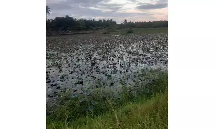 குளத்தை தூர்வார வேண்டும்