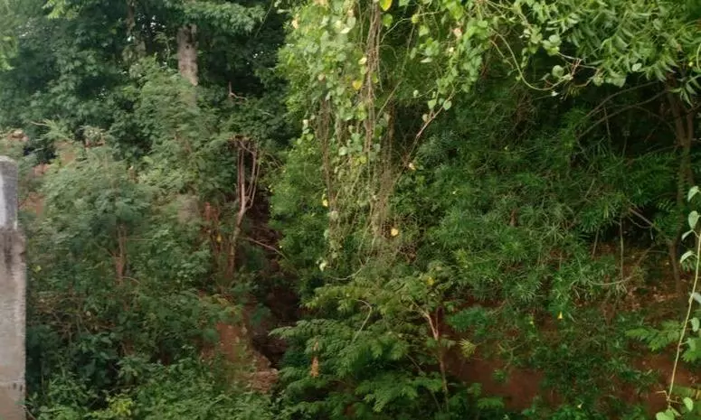 புதர்மண்டிய கால்வாய் புதர்மண்டிய கால்வாய்