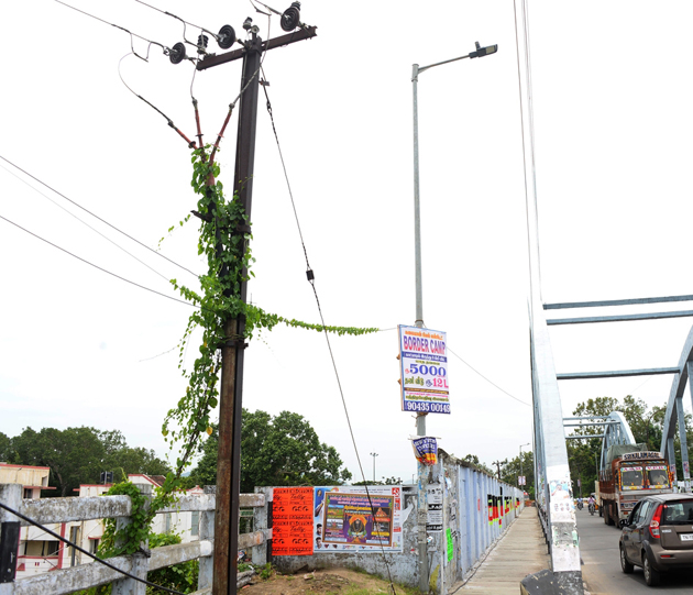 மின்கம்பத்தில் படரும் கொடி