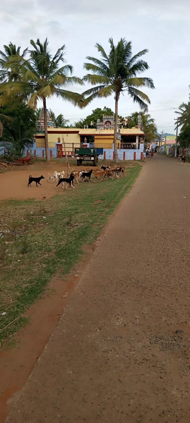 தெருநாய்கள் தொல்லை