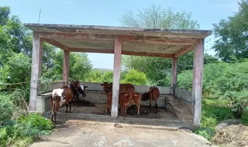 மாட்டு தொழுவமாக மாறிய நிழற்கூடம்