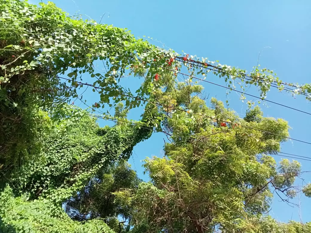 மின்விபத்து அபாயம் மின்விபத்து அபாயம்