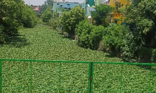 வாய்க்காலை ஆக்கிரமித்த ஆகாய தாமரைகள்