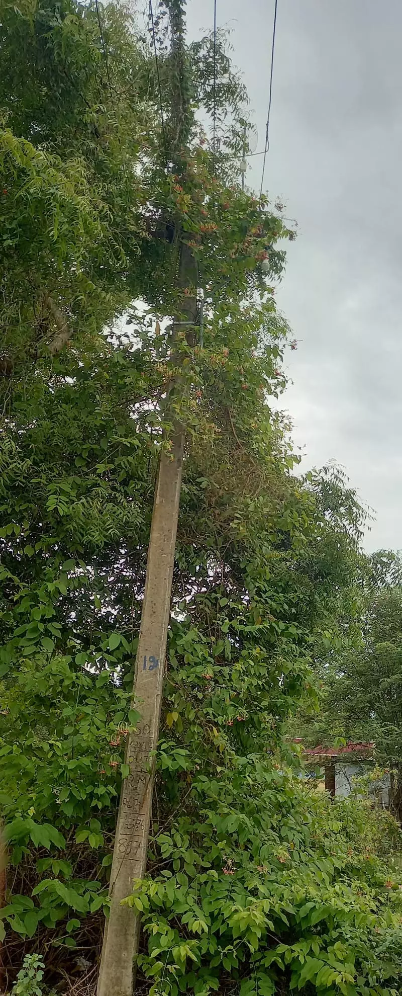 மின் கம்பத்தில் படர்ந்த செடி-கொடிகள்