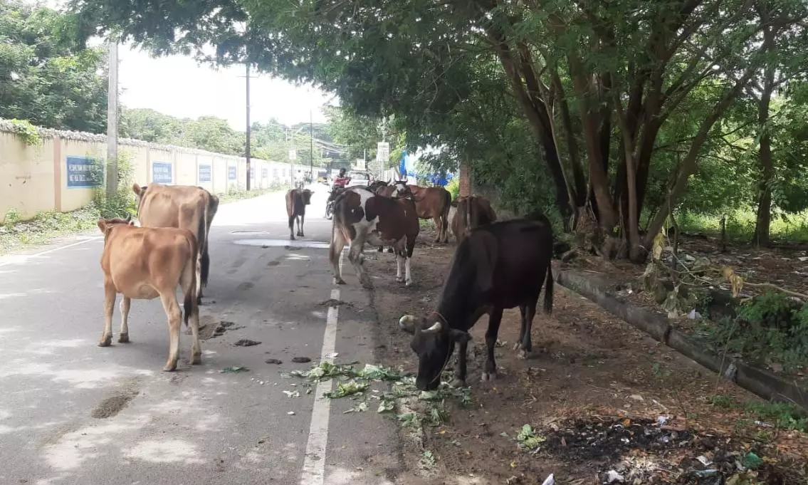 சாலையில் சுற்றித்திரியும் மாடுகள் சாலையில் சுற்றித்திரியும் மாடுகள்