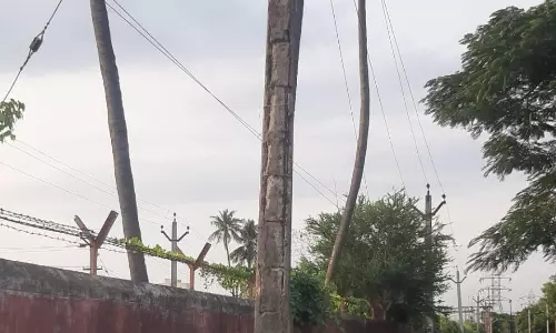 எலும்புக்கூடான மின்கம்பம்