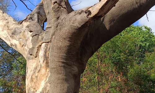 பட்ட மரத்தை அகற்றுவார்களா? பட்ட மரத்தை அகற்றுவார்களா?