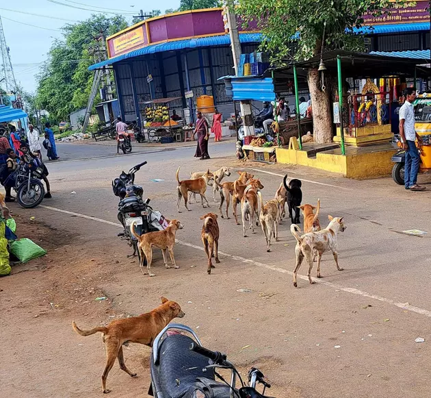 நாய்கள் தொல்லை