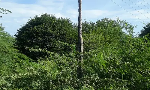 எலும்பு கூடான மின்கம்பம்