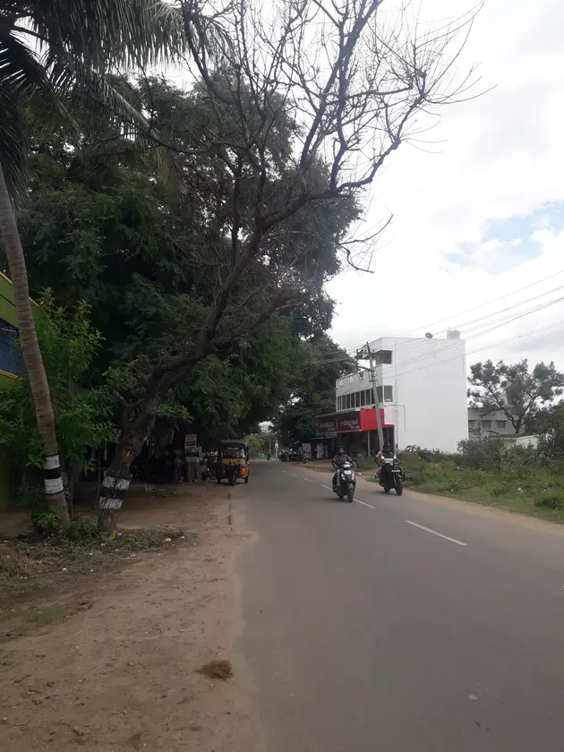 மரம் அகற்றப்படுமா? மரம் அகற்றப்படுமா?