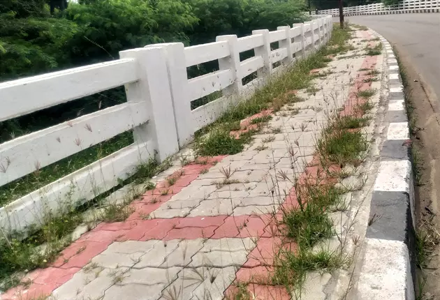 மேம்பாலத்தில் வளர்ந்த செடி, கொடிகள் மேம்பாலத்தில் வளர்ந்த செடி, கொடிகள்