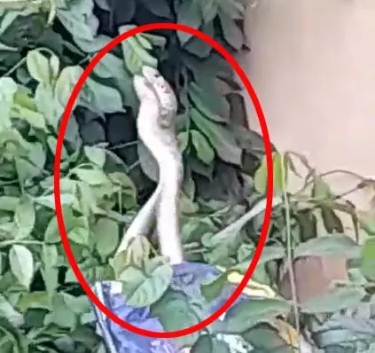 பாம்புகள் நடமாட்டம்