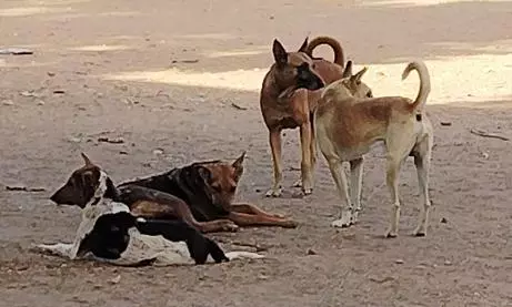 அரசு பெண்கள் பள்ளியில் நாய் தொல்லை அரசு பெண்கள் பள்ளியில் நாய் தொல்லை