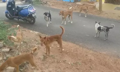 நெருநாய்களால் அச்சம் நெருநாய்களால் அச்சம்