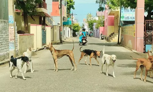 தெருநாய்கள் தொல்லை