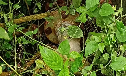 குடிநீர் வினியோகிக்கப்படுமா?