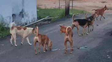 தெருநாய்கள் தொல்லை