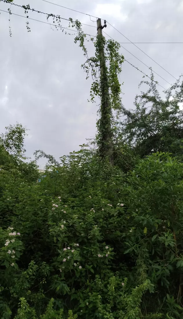 கொடிகள் படர்ந்த மின்கம்பம்