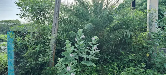 சுடுகாட்டுக்கு பாதை வசதி தேவை சுடுகாட்டுக்கு பாதை வசதி தேவை