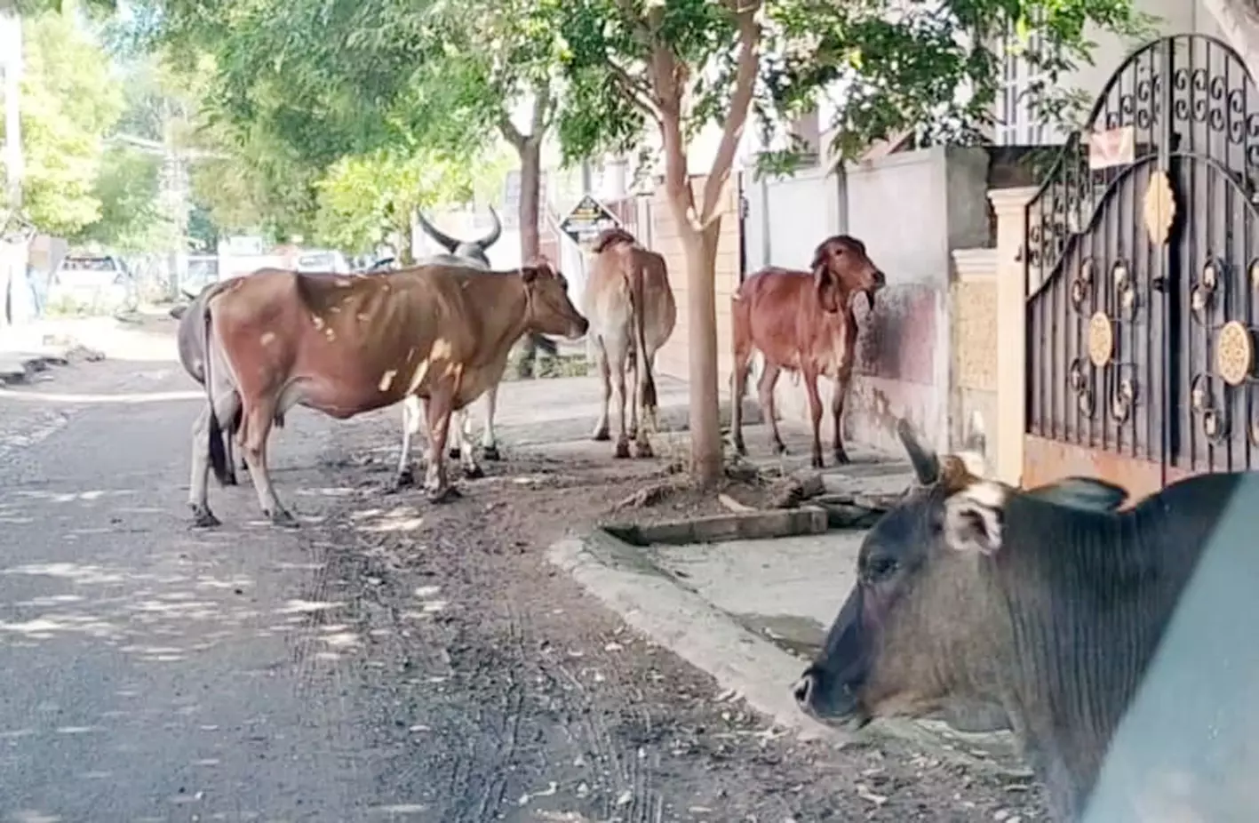 சாலையில் சுற்றி திரியும் மாடுகள்