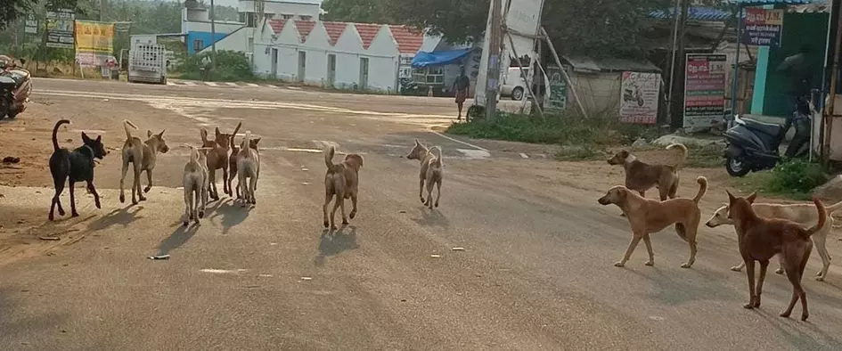 நாய்கள் தொல்லை நாய்கள் தொல்லை