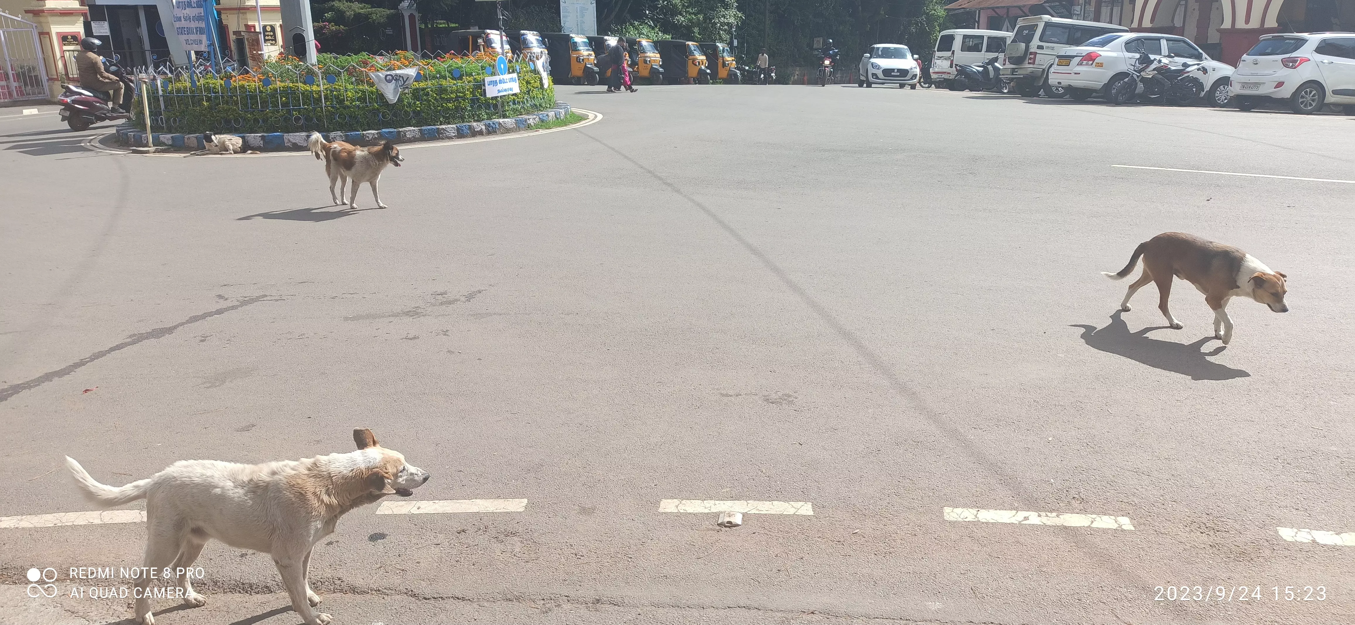 தெருநாய்கள் தொல்லை