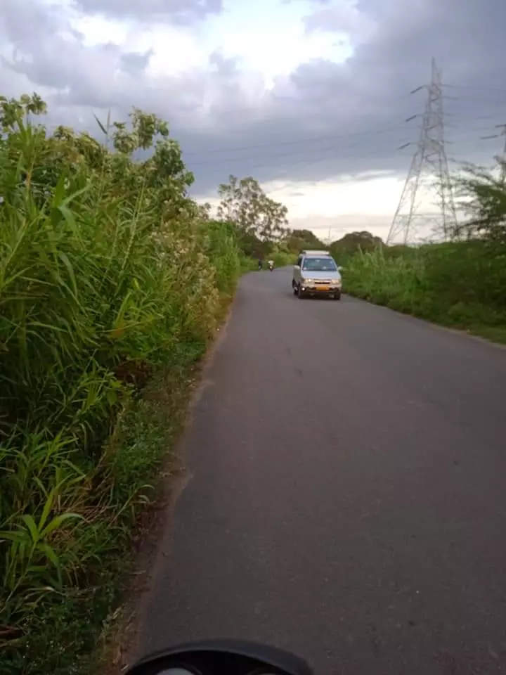 புதர் மண்டிய சாலை