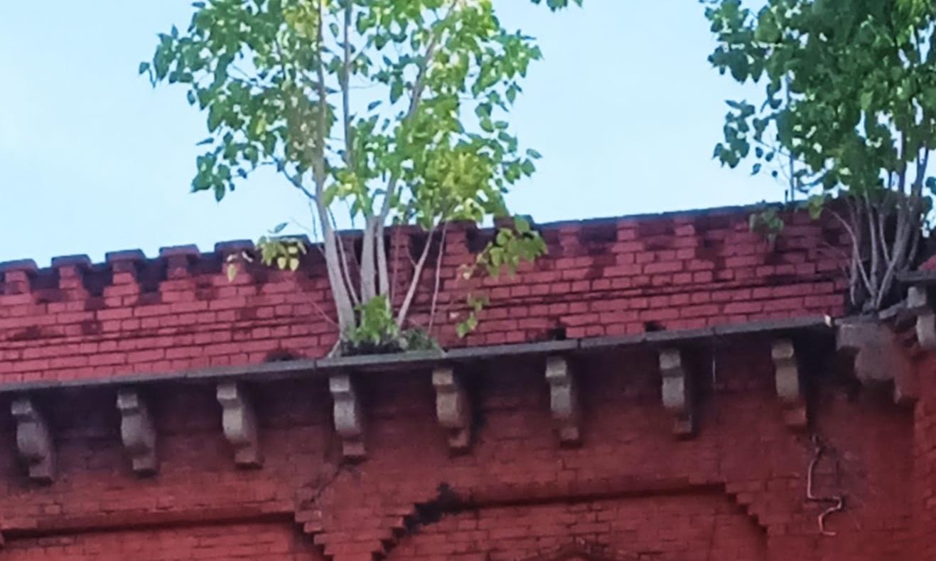 செடி-கொடிகளை அகற்ற வேண்டும்