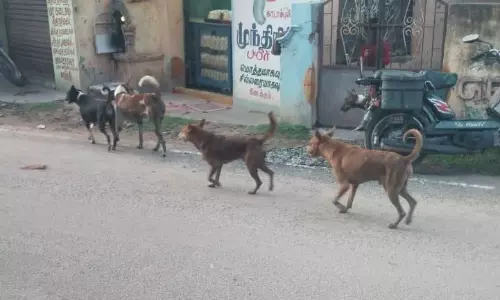 நாய்கள் தொல்லை நாய்கள் தொல்லை