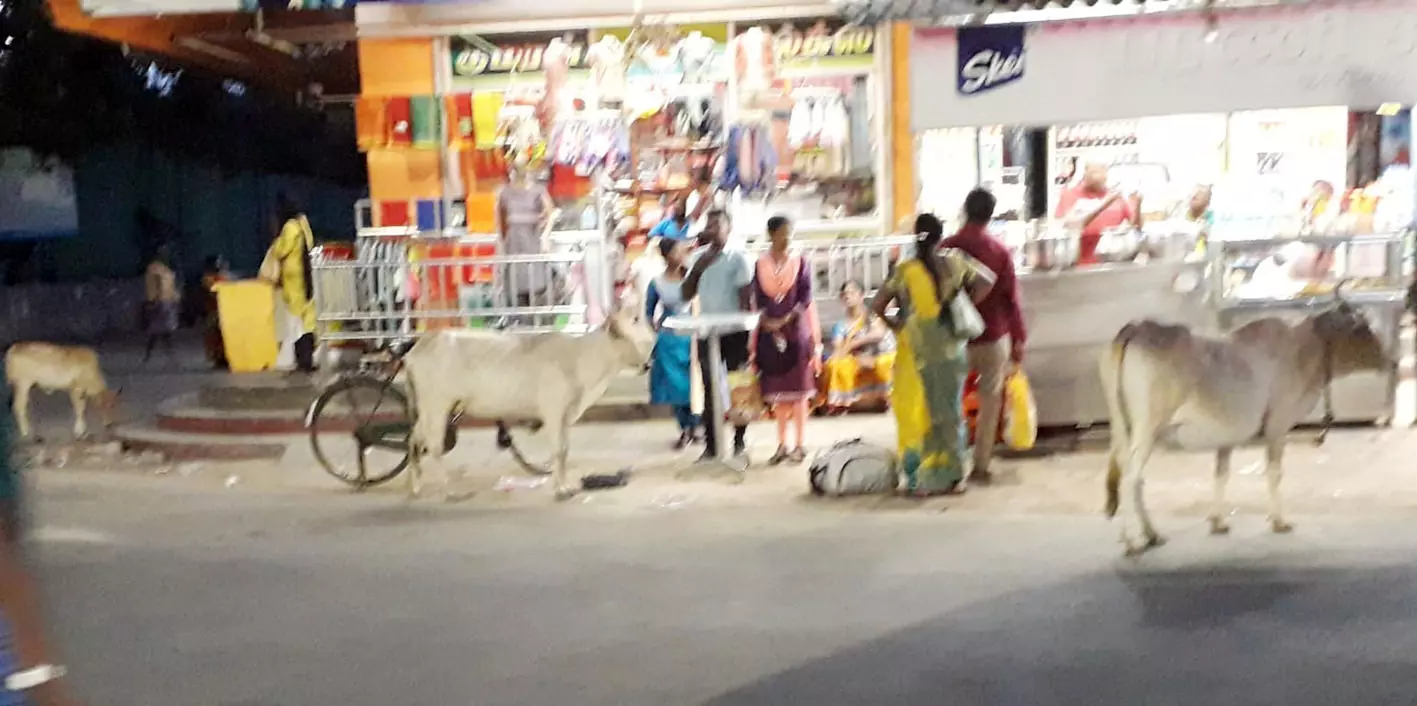 சாலையில் சுற்றி திரியும் மாடுகள் சாலையில் சுற்றி திரியும் மாடுகள்