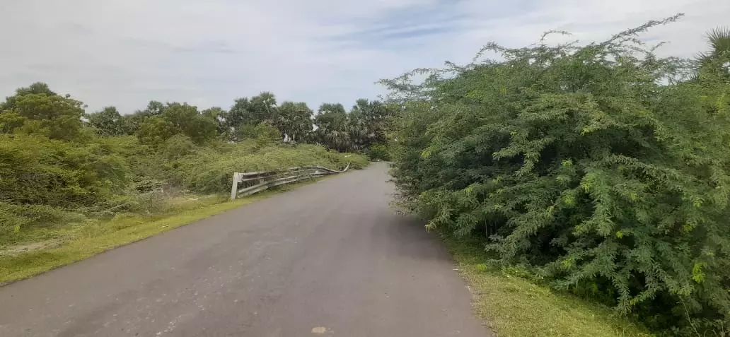 முள் செடிகள் அகற்றப்படுமா? முள் செடிகள் அகற்றப்படுமா?