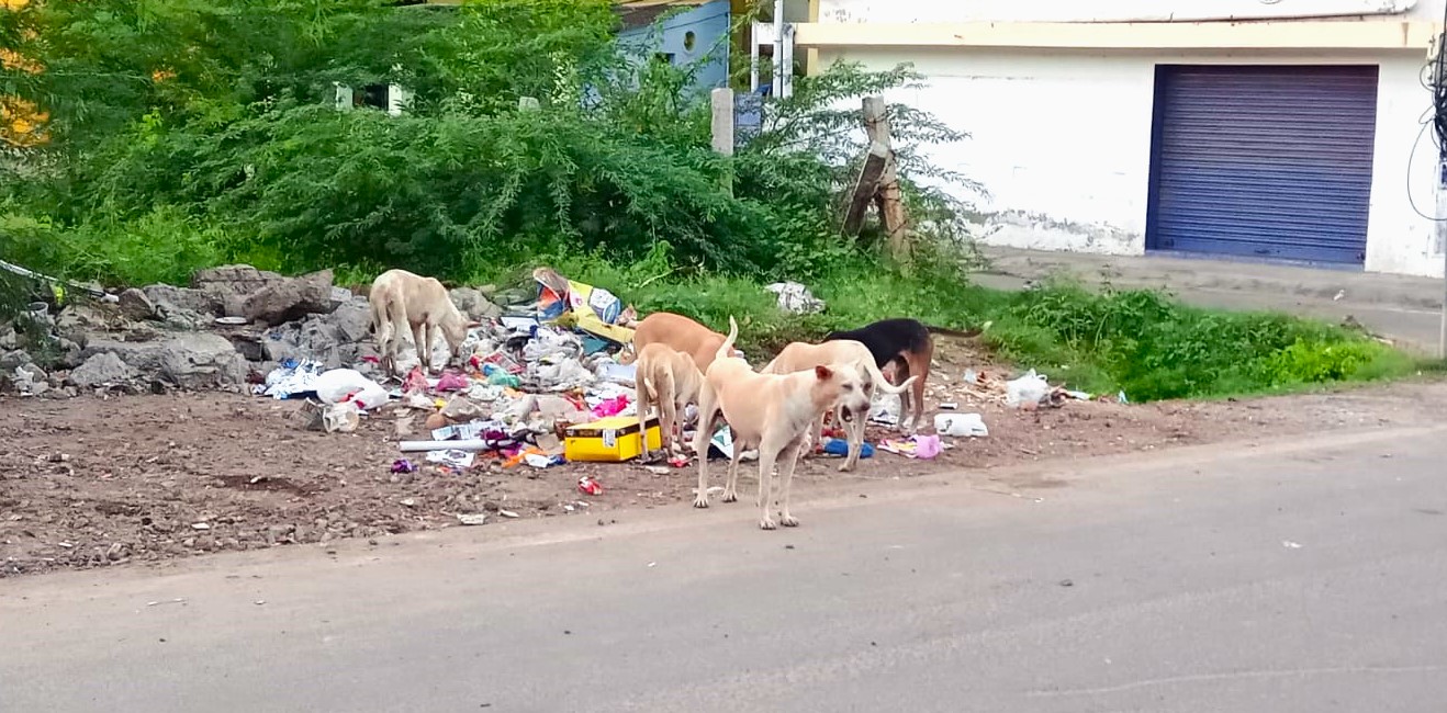 சாலையோரம் கொட்டப்படும் குப்பைகள்