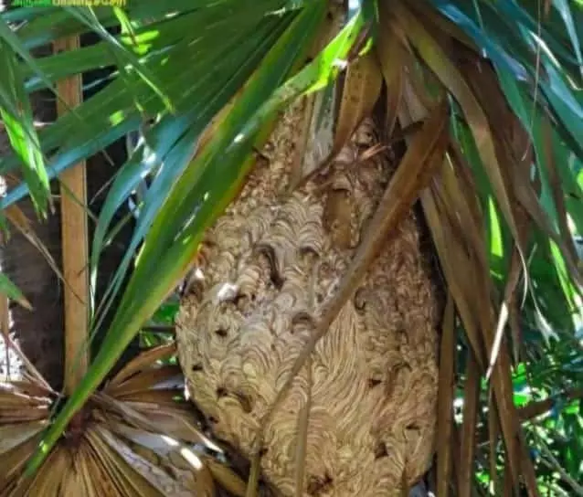 கதண்டுகள் அழிக்கப்படுமா? கதண்டுகள் அழிக்கப்படுமா?