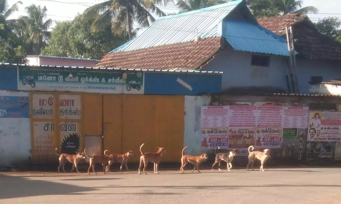 தெரு நாய்கள் தொல்லை