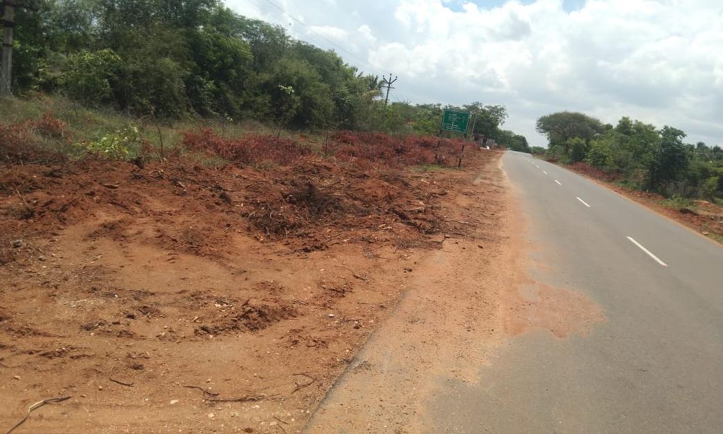 சாலையோர மரங்கள் வெட்டி அகற்றம்