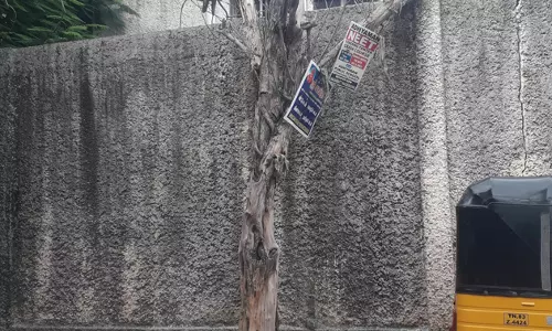 பட்டுப்போன மரம் அகற்றப்படுமா? பட்டுப்போன மரம் அகற்றப்படுமா?