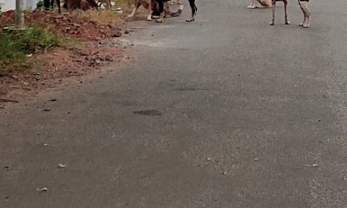 நெருநாய்கள் தொல்லை அதிகரிப்பு