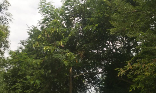 மின்கம்பத்தில் மரக்கிளை மின்கம்பத்தில் மரக்கிளை