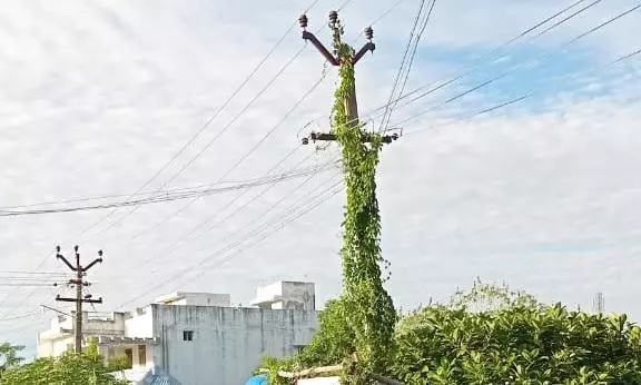 மின்கம்பத்தை சூழ்ந்த செடி-கொடிகள் மின்கம்பத்தை சூழ்ந்த செடி-கொடிகள்